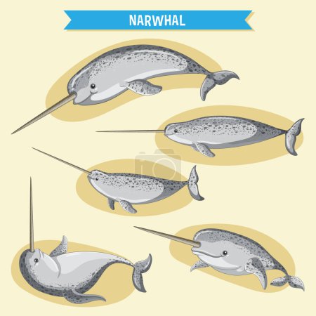 Illustration for Narwhale cartoon character in different poses illustration - Royalty Free Image