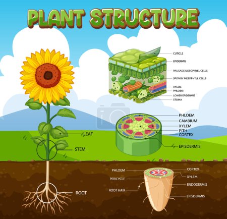 Ilustración de Estructura interna del diagrama de la planta ilustración - Imagen libre de derechos