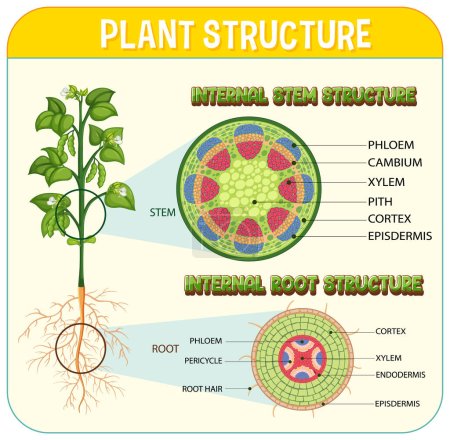 Illustration for Internal structure of root diagram illustration - Royalty Free Image