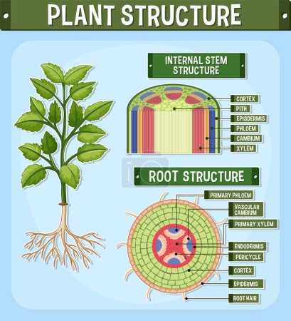 Illustration for Internal structure of plant diagram illustration - Royalty Free Image