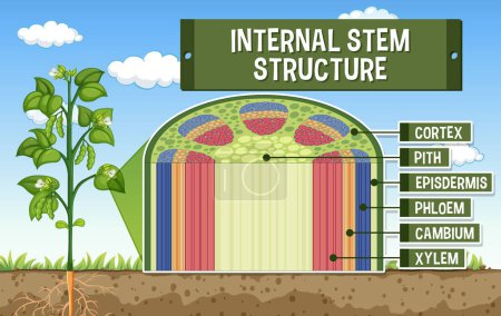 Téléchargez les illustrations : Internal structure of stem diagram illustration - en licence libre de droit