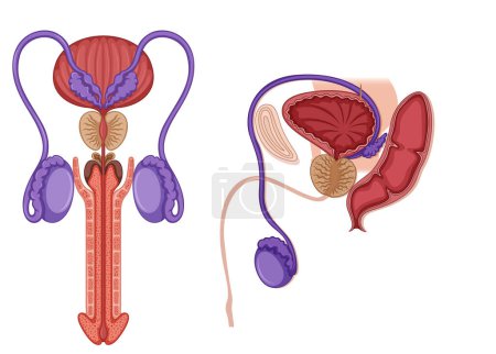 Ilustración de Inside the male reproductive system illustration - Imagen libre de derechos