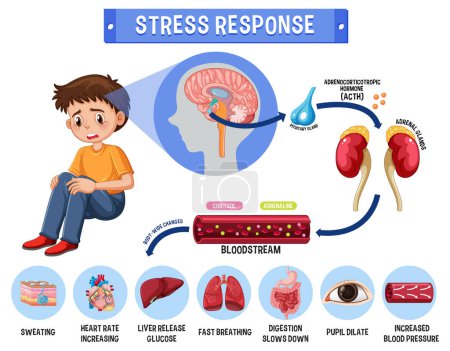 Illustration for Stress response system scheme illustration - Royalty Free Image