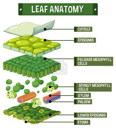 Illustration for Internal structure of leaf diagram illustration - Royalty Free Image