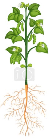 Téléchargez les illustrations : Plant structure scheme template illustration - en licence libre de droit