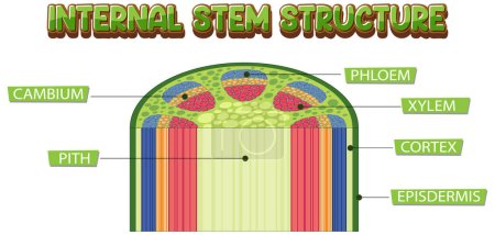 Internal structure of stem diagram illustration