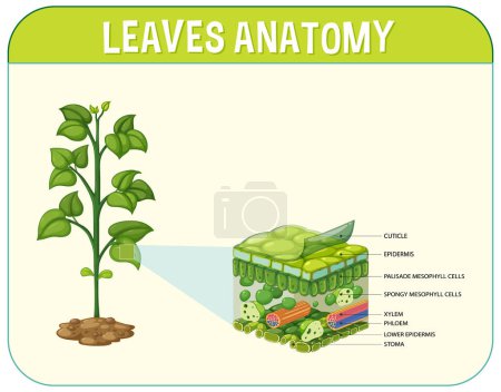 Ilustración de Internal structure of leaf diagram illustration - Imagen libre de derechos