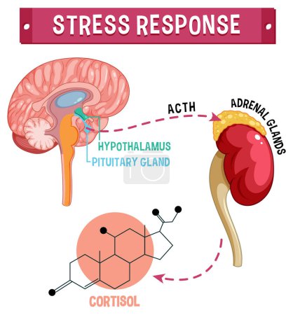 Ilustración de Sistema de respuesta al estrés ilustración - Imagen libre de derechos