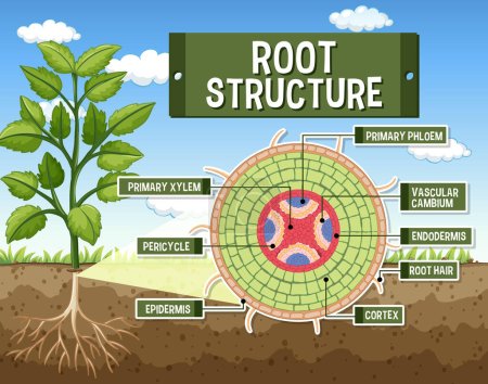 Illustration for Internal structure of root diagram illustration - Royalty Free Image