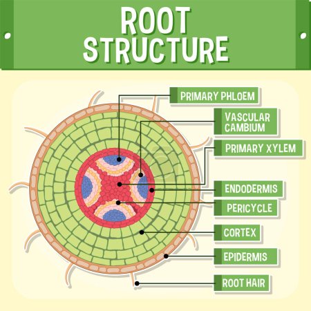 Téléchargez les illustrations : Internal structure of root diagram illustration - en licence libre de droit