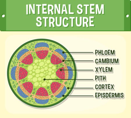 Téléchargez les illustrations : Internal structure of stem diagram illustration - en licence libre de droit