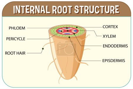 Ilustración de Internal structure of root diagram illustration - Imagen libre de derechos