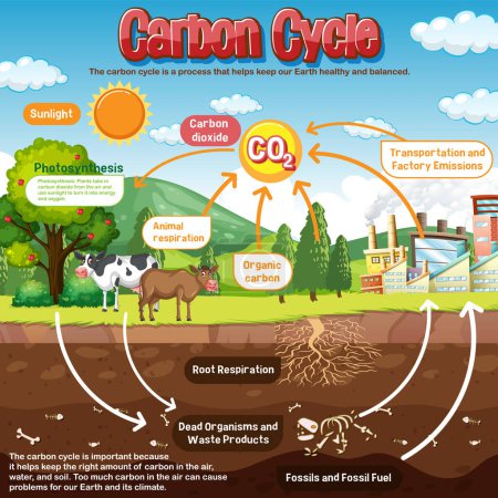 Téléchargez les illustrations : Schéma du cycle du carbone pour l'enseignement des sciences illustration - en licence libre de droit