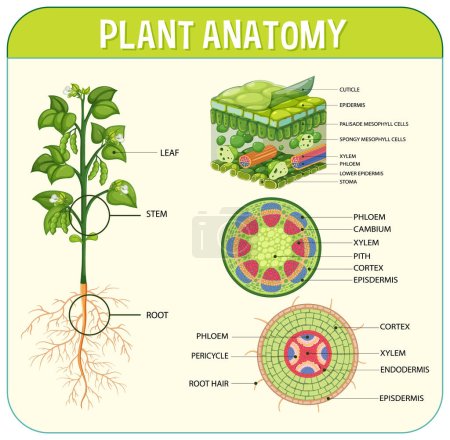 Illustration for Internal structure of leaf diagram illustration - Royalty Free Image