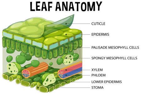 Internal structure of leaf diagram illustration