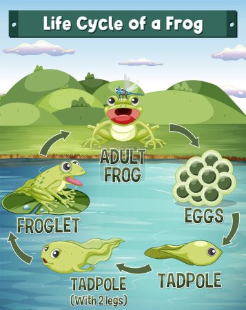 Illustration for Frog Life Cycle Diagram illustration - Royalty Free Image
