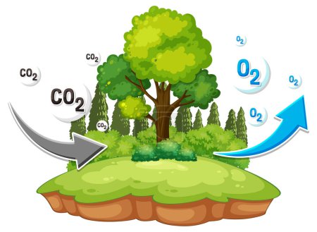 Diagrama del ciclo del oxígeno para la ilustración de la educación científica