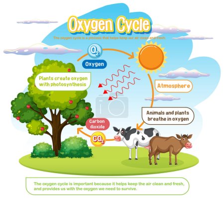 Ilustración de Diagrama del ciclo del oxígeno para la ilustración de la educación científica - Imagen libre de derechos