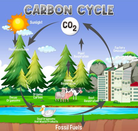 Illustration for Carbon Cycle Diagram for Science Education illustration - Royalty Free Image