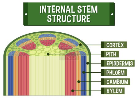 Ilustración de Estructura interna del diagrama de vástago ilustración - Imagen libre de derechos