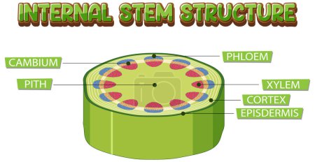 Illustration for Internal structure of stem diagram illustration - Royalty Free Image