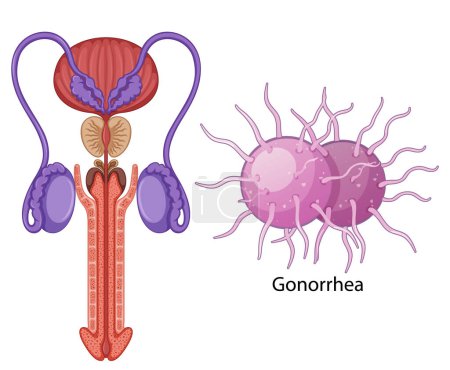 Inside the male reproductive system illustration