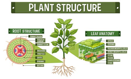 Téléchargez les illustrations : Internal structure of plant diagram illustration - en licence libre de droit