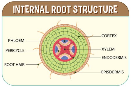 Téléchargez les illustrations : Internal structure of root diagram illustration - en licence libre de droit