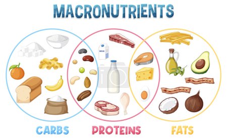Die wichtigsten Nahrungsmittelgruppen Makronährstoffe Vektor Illustration