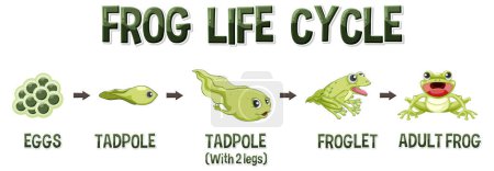 Ilustración de Ilustración del diagrama del ciclo de vida de la rana - Imagen libre de derechos