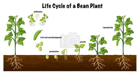 Lebenszyklus einer Bohnenpflanze als Illustration für den naturwissenschaftlichen Unterricht