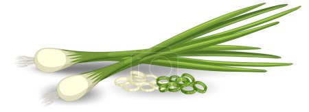 Illustration for Spring onion in different forms illustration - Royalty Free Image