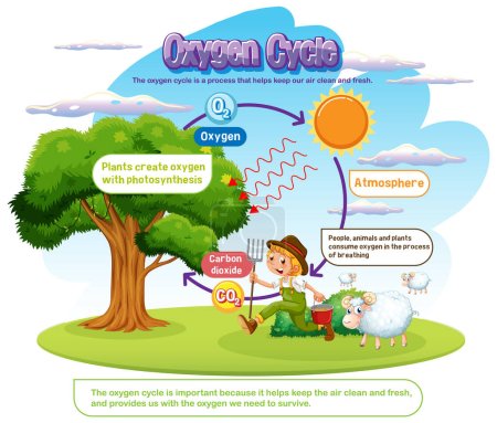 Illustration for Oxygen Cycle Diagram for Science Education illustration - Royalty Free Image