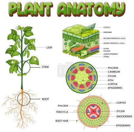 Téléchargez les illustrations : Internal structure of plant diagram illustration - en licence libre de droit