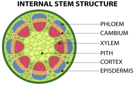 Illustration for Internal structure of stem diagram illustration - Royalty Free Image