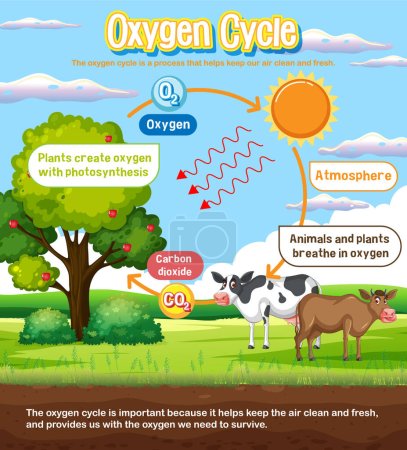 Sauerstoff-Zyklus-Diagramm zur Illustration des naturwissenschaftlichen Unterrichts