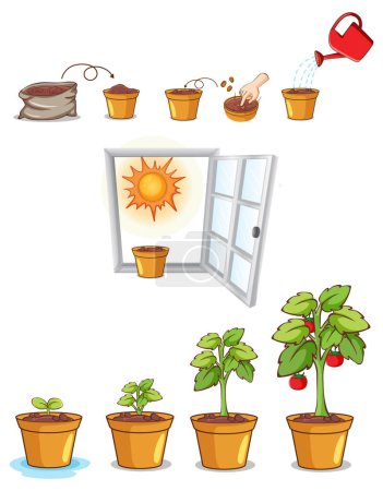 Téléchargez les illustrations : Processus de croissance des plantes illustration vectorielle - en licence libre de droit