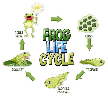 Ilustración de Ilustración del diagrama del ciclo de vida de la rana - Imagen libre de derechos