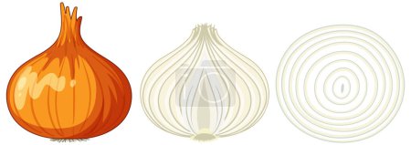 Illustration for Onion cut in half set illustration - Royalty Free Image