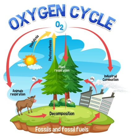 Téléchargez les illustrations : Schéma du cycle de l'oxygène pour l'enseignement des sciences illustration - en licence libre de droit