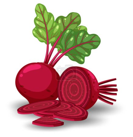 Whole beetroot and sliced on white background illustration