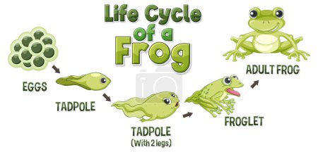 Illustration for Frog Life Cycle Diagram illustration - Royalty Free Image