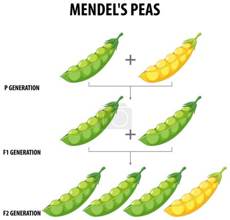 A vector cartoon illustration depicting Gregor Mendel's cross-pollination experiment with pea plants