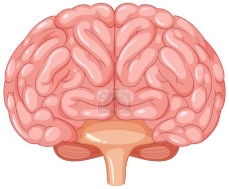 Illustration for Colorful vector cartoon depicting the anatomy of the human brain - Royalty Free Image
