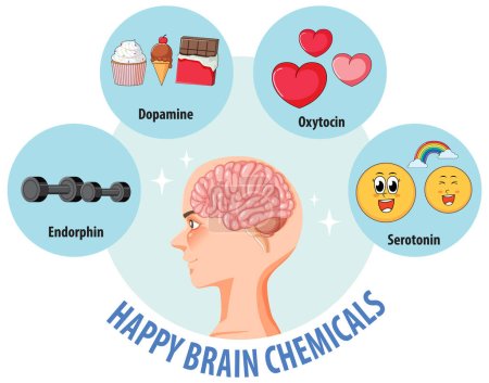 Ilustración de químicos cerebrales felices en un cerebro humano sano
