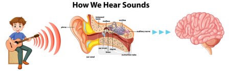 Illustration for Learn how sound travels through the ear and reaches the brain in this educational infographic - Royalty Free Image