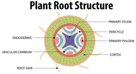 Téléchargez les illustrations : Infographie illustrant la structure racinaire isolée d'une plante - en licence libre de droit