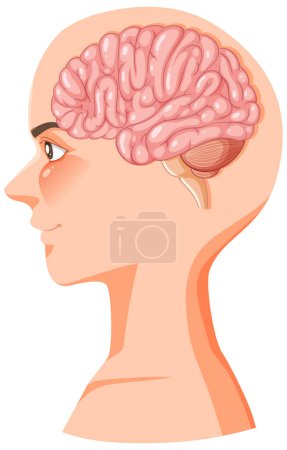 Téléchargez les illustrations : Illustration colorée représentant l'anatomie d'un cerveau humain - en licence libre de droit