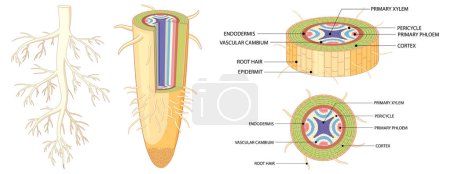 Illustration for Illustrated diagram explaining the different components of root systems - Royalty Free Image