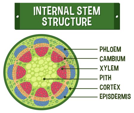 Ilustración de Estructura interna del diagrama de vástago ilustración - Imagen libre de derechos